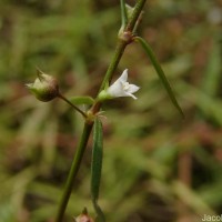 Scleromitrion diffusum (Willd.) R.J.Wang